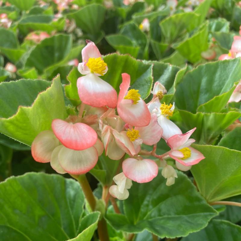 Begonia Megawatt Rose With Green Leaf - View 12 from www redcrocus com