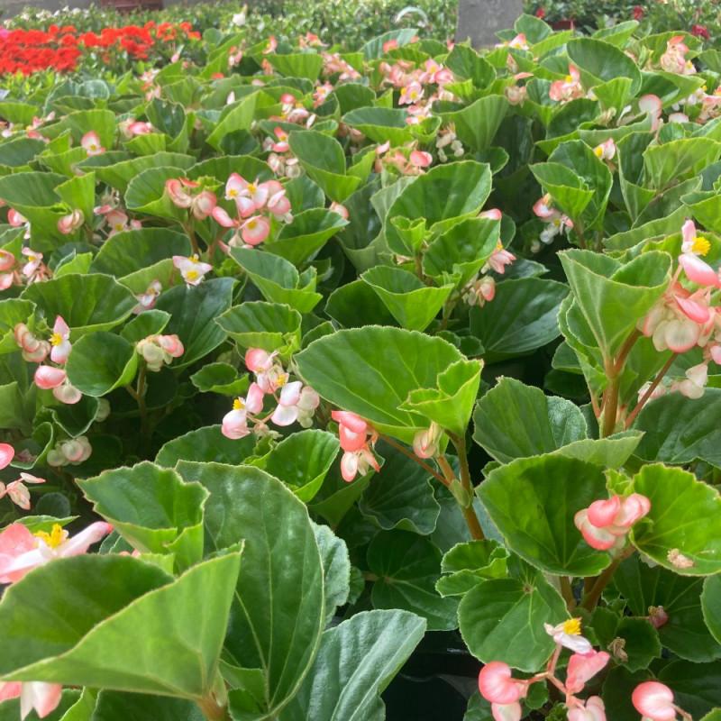Begonia Megawatt Rose With Green Leaf - View 13 from www redcrocus com
