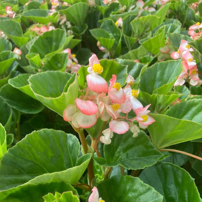 Begonia Megawatt Rose With Green Leaf - View 14 from www redcrocus com
