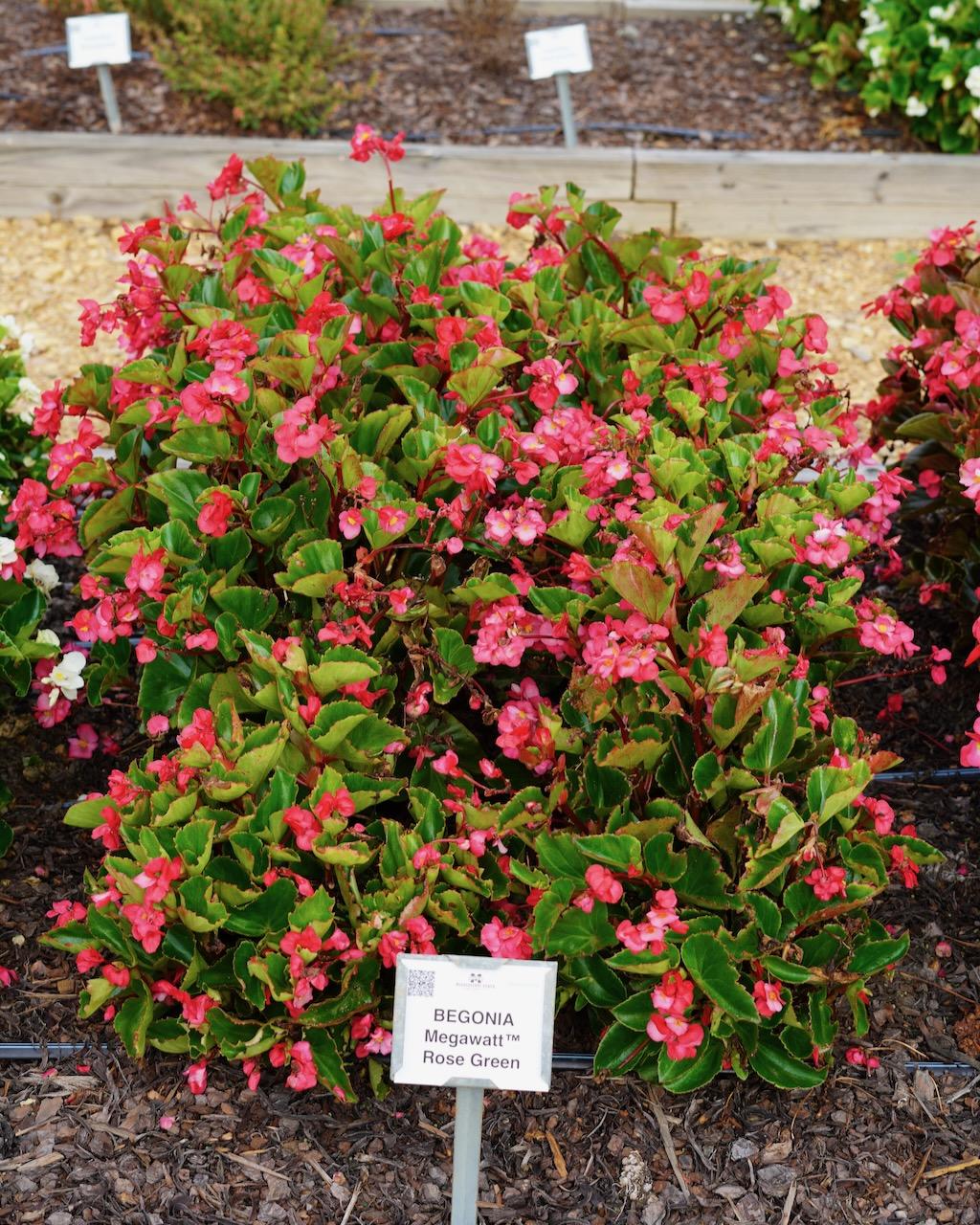 Begonia Megawatt Rose With Green Leaf - View 15 from www redcrocus com