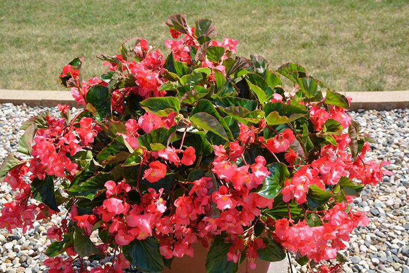 Begonia Megawatt Rose With Green Leaf - View 2 from www redcrocus com