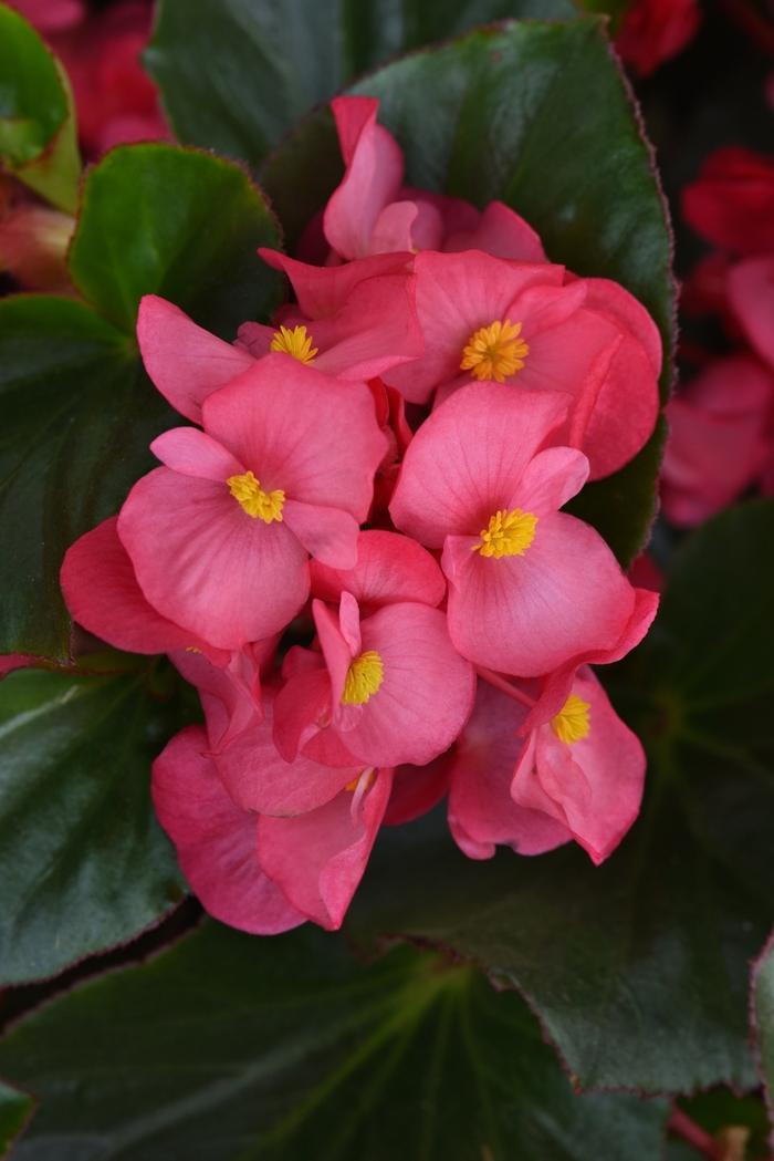 Begonia Megawatt Rose With Green Leaf - View 4 from www redcrocus com