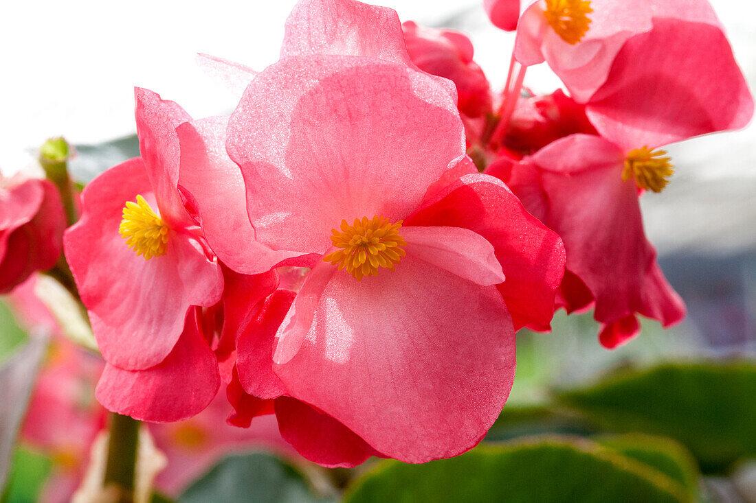 Begonia Megawatt Rose With Green Leaf - View 5 from www redcrocus com
