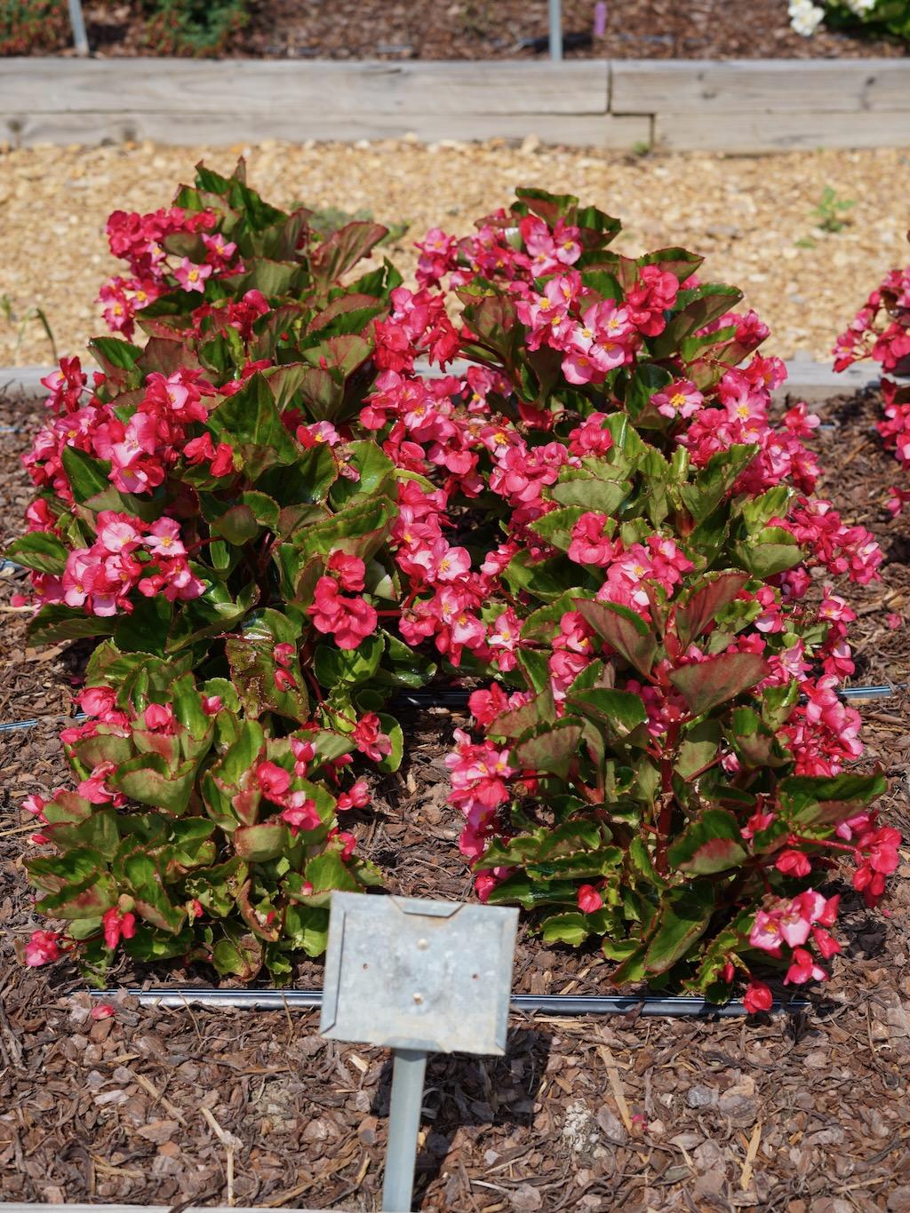Begonia Megawatt Rose With Green Leaf - View 6 from www redcrocus com