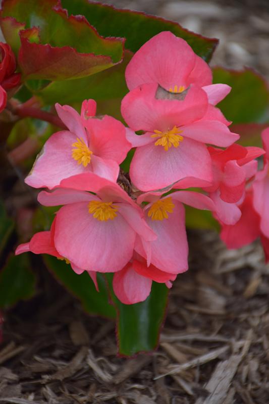 Begonia Megawatt Rose With Green Leaf - View 7 from www redcrocus com