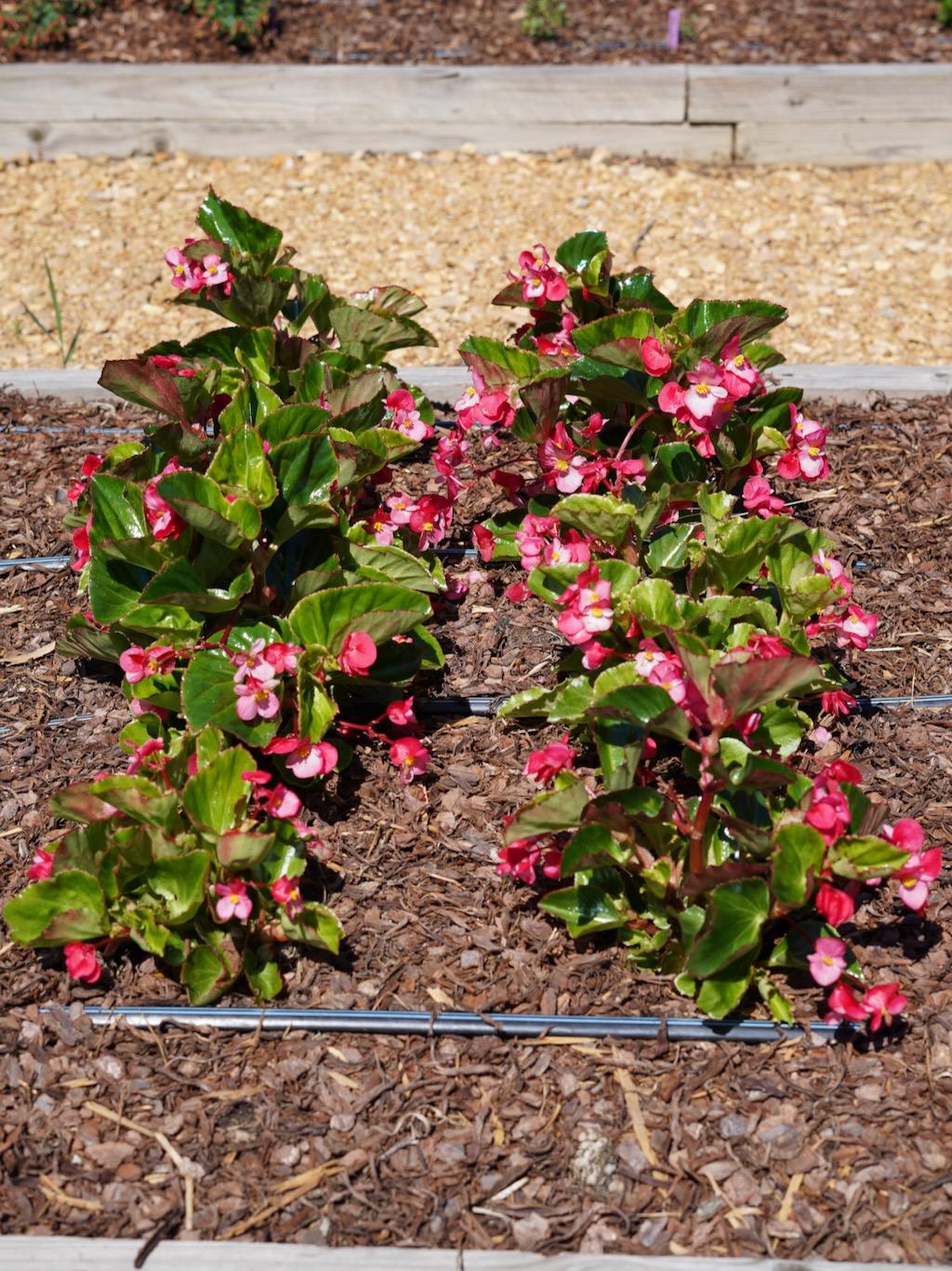 Begonia Megawatt Rose With Green Leaf - View 8 from www redcrocus com