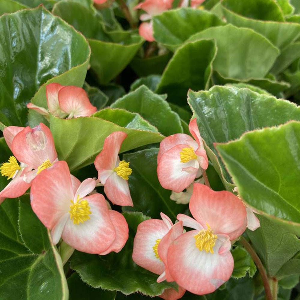 Begonia Megawatt Rose With Green Leaf - View 9 from www redcrocus com