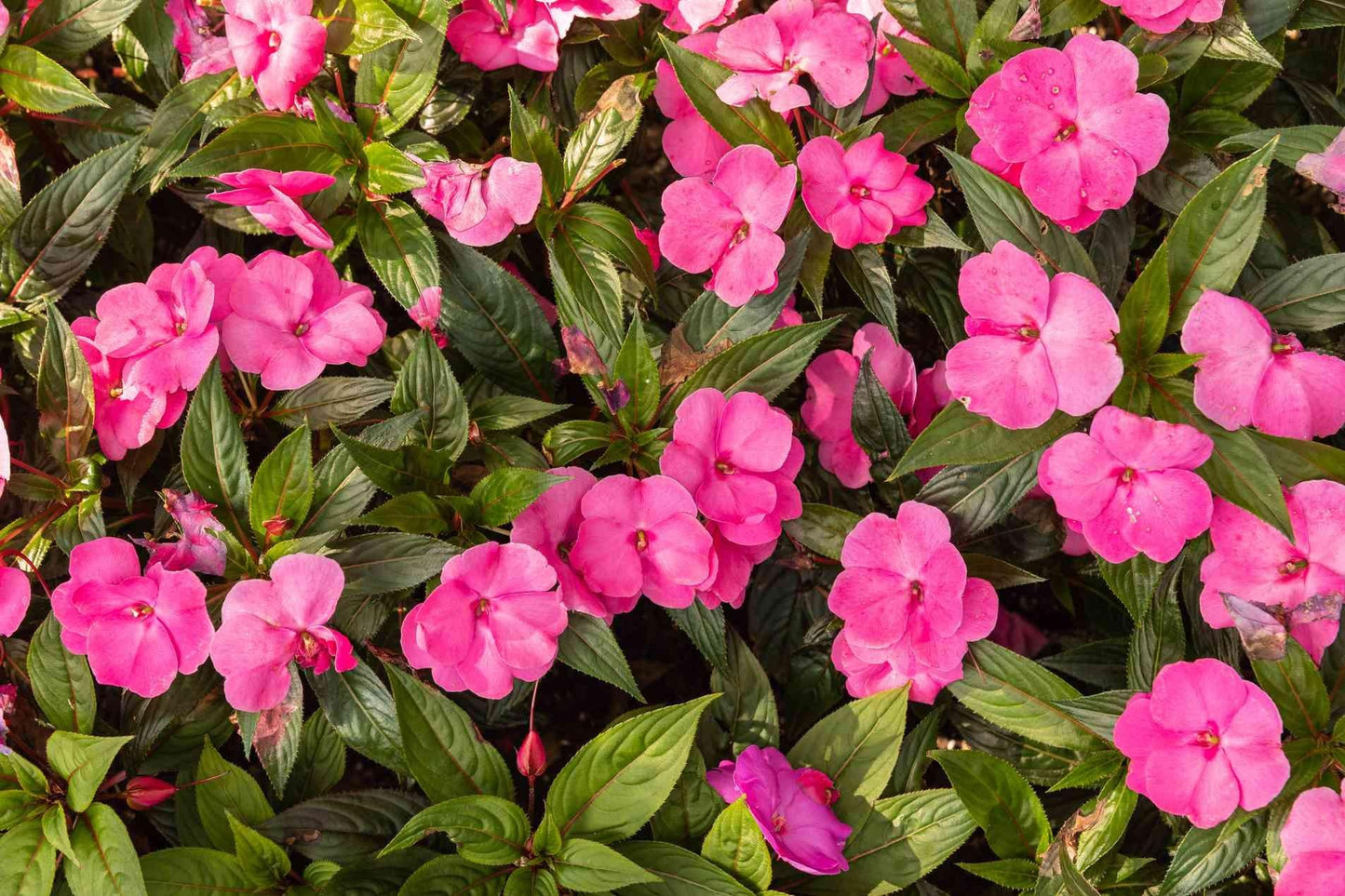 New Guinea Impatiens Sol Luna Electric Pink - View 10 from www redcrocus com