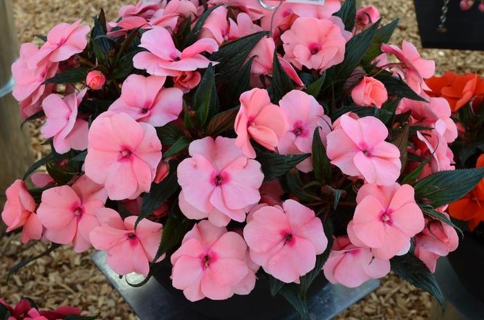 New Guinea Impatiens Sol Luna Electric Pink - View 12 from www redcrocus com