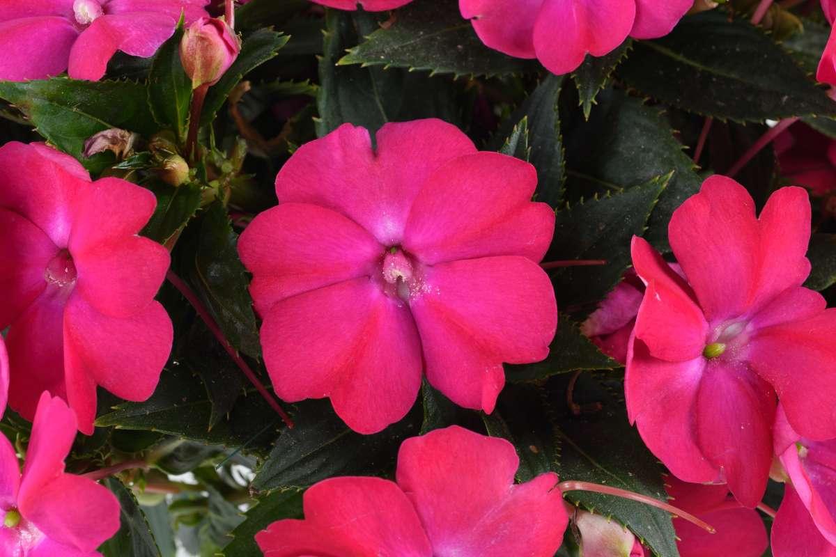 New Guinea Impatiens Sol Luna Electric Pink - View 3 from www redcrocus com