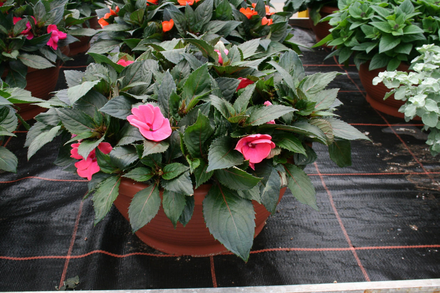 New Guinea Impatiens Sol Luna Electric Pink - View 4 from www redcrocus com
