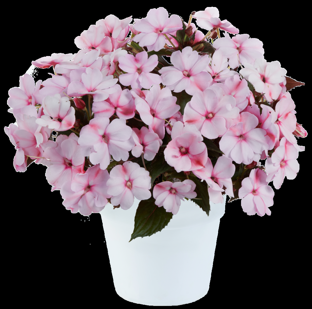 New Guinea Impatiens Sol Luna Electric Pink - View 8 from www redcrocus com