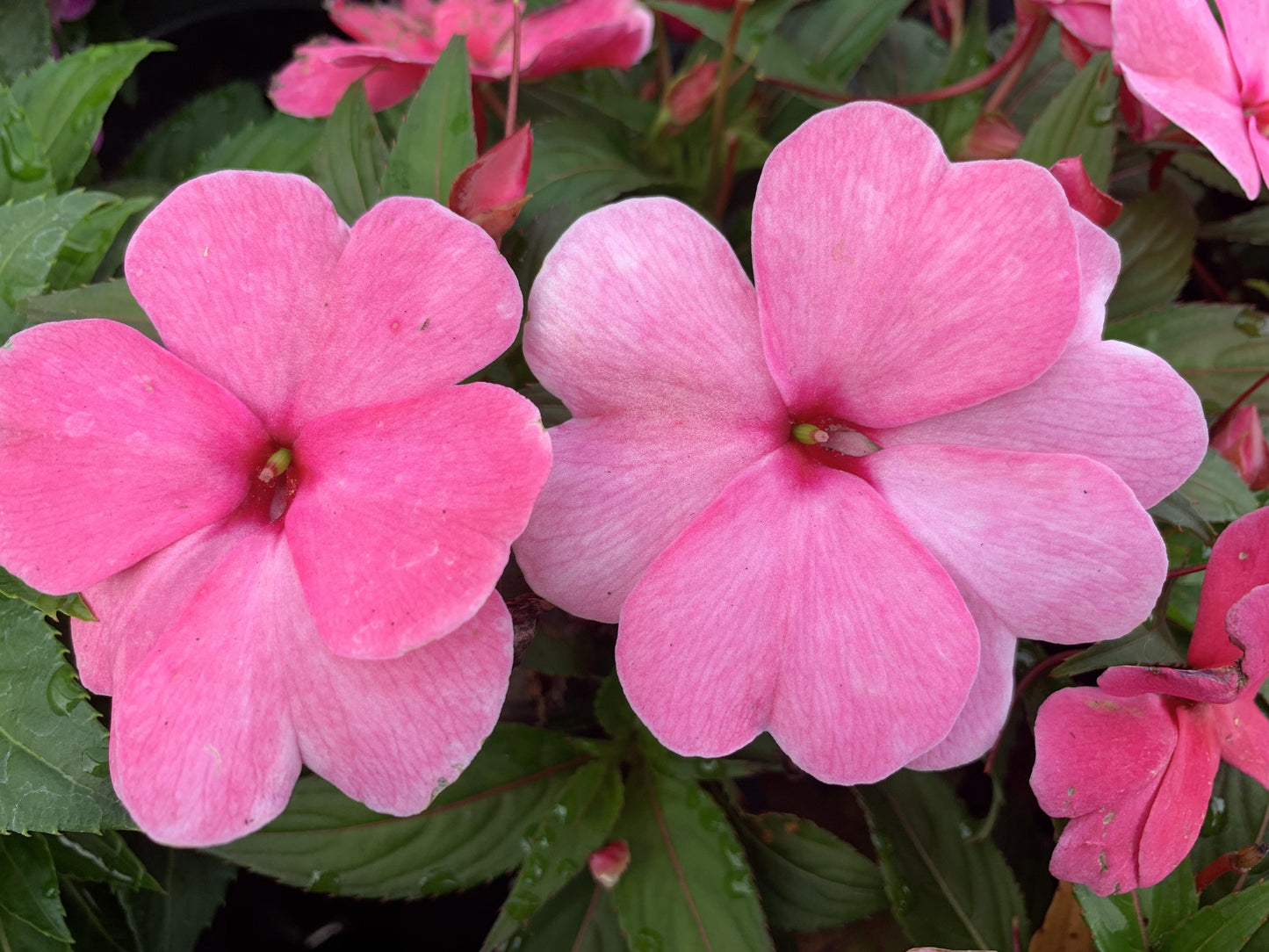 New Guinea Impatiens Sol Luna Pink - View 12 from www redcrocus com