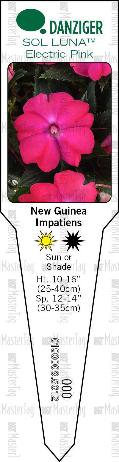 New Guinea Impatiens Sol Luna Pink - View 14 from www redcrocus com