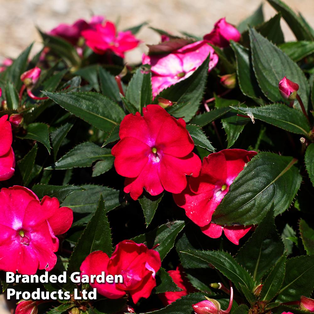 New Guinea Impatiens Sol Luna Pink - View 3 from www redcrocus com