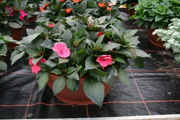 New Guinea Impatiens Sol Luna Pink - View 4 from www redcrocus com