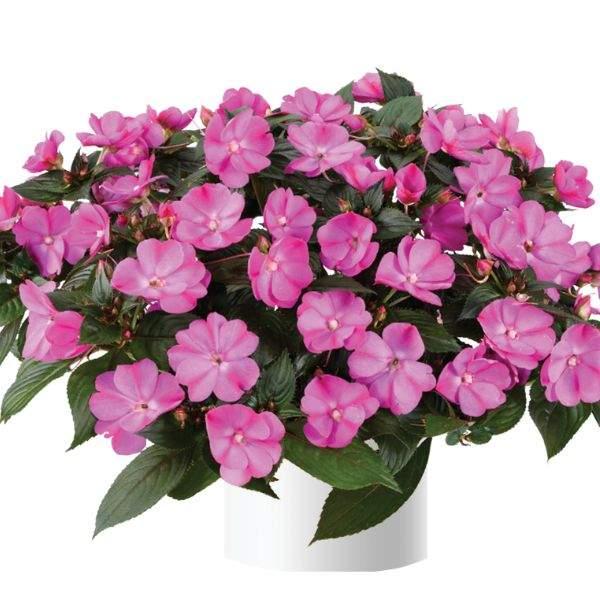 New Guinea Impatiens Sol Luna Pink - View 9 from www redcrocus com