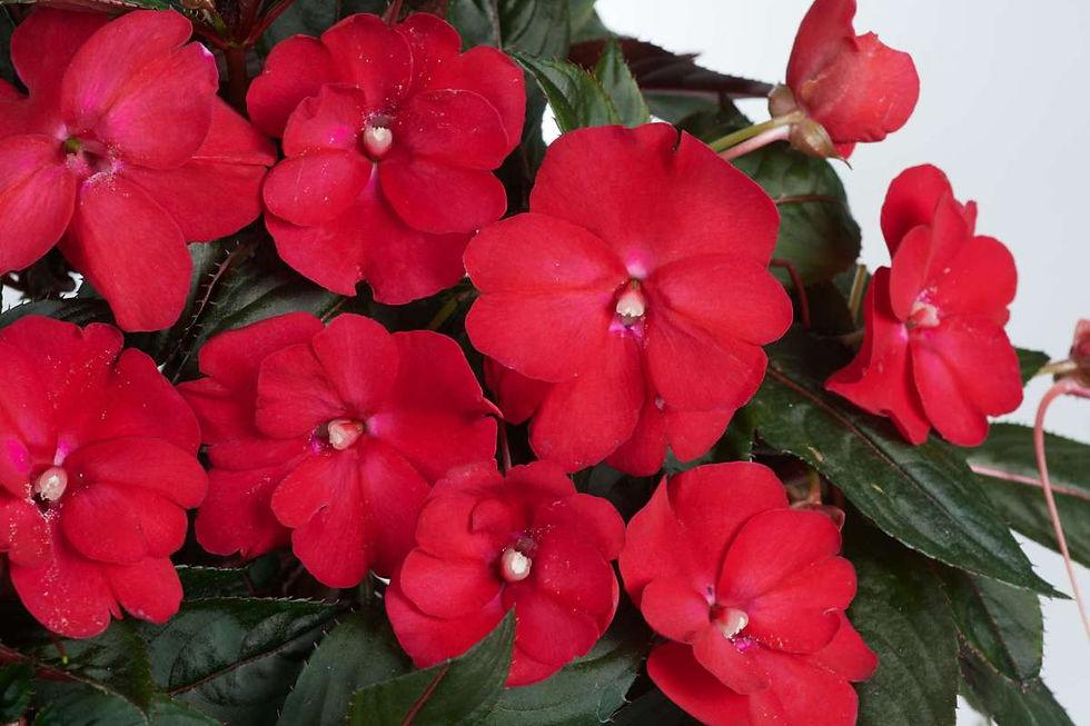 New Guinea Impatiens Sol Luna Prime Red - View 11 from www redcrocus com