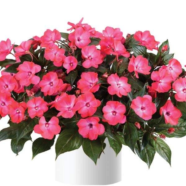 New Guinea Impatiens Sol Luna Prime Red - View 6 from www redcrocus com