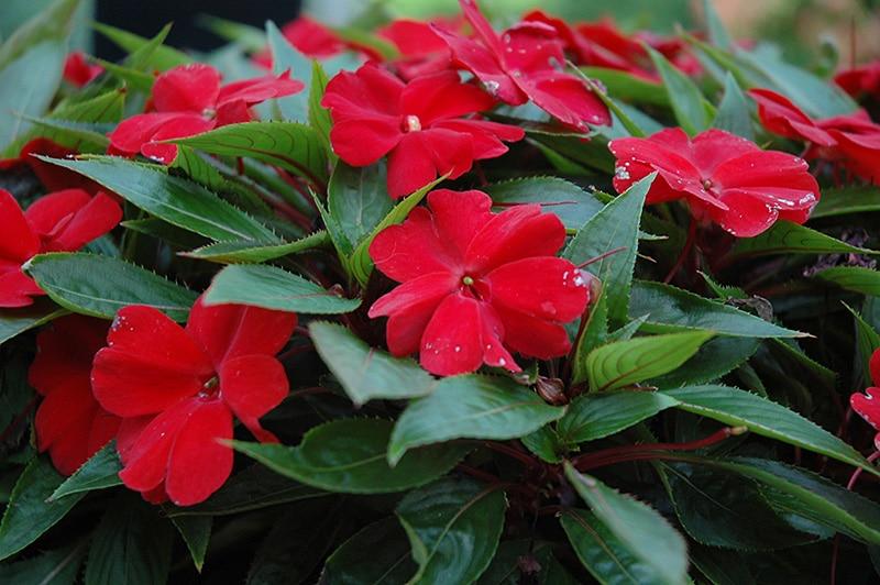 New Guinea Impatiens Sol Luna Prime Red - View 9 from www redcrocus com