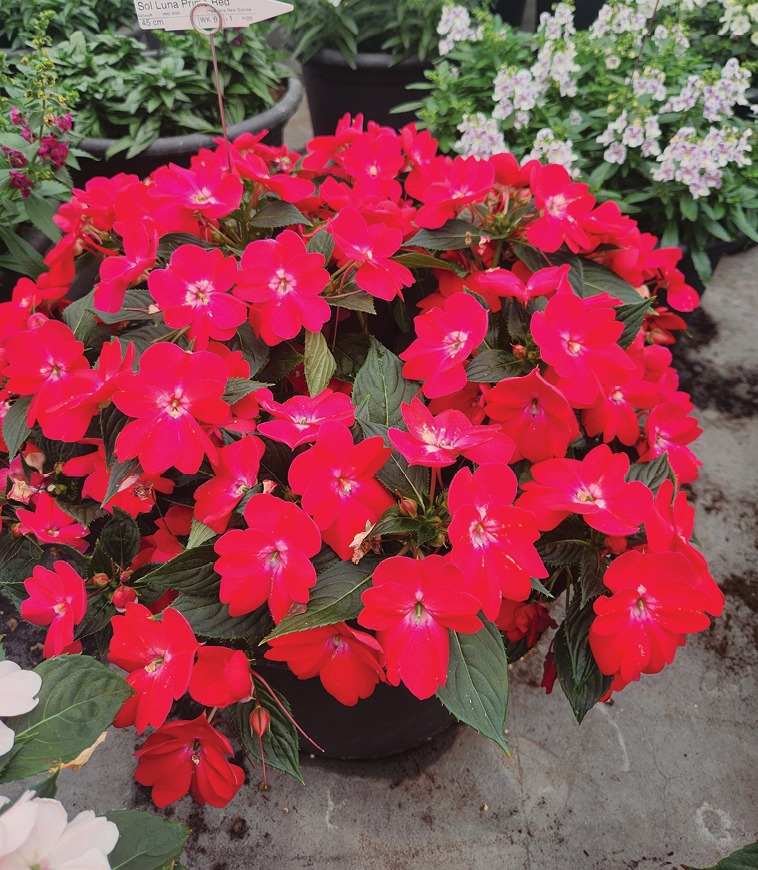 New Guinea Impatiens Sol Luna Prime White - View 10 from www redcrocus com