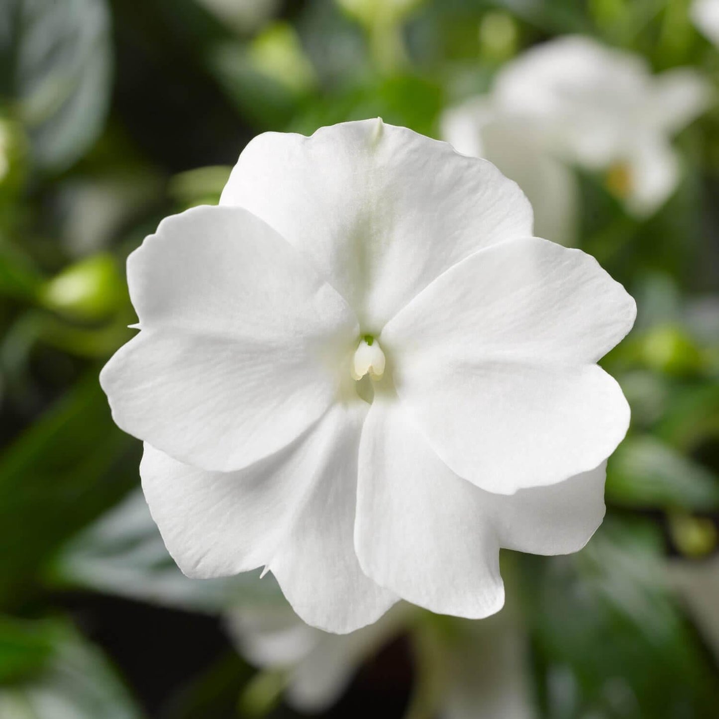 New Guinea Impatiens Sol Luna Prime White - View 11 from www redcrocus com