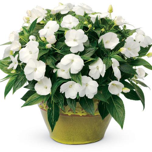 New Guinea Impatiens Sol Luna Prime White - View 12 from www redcrocus com