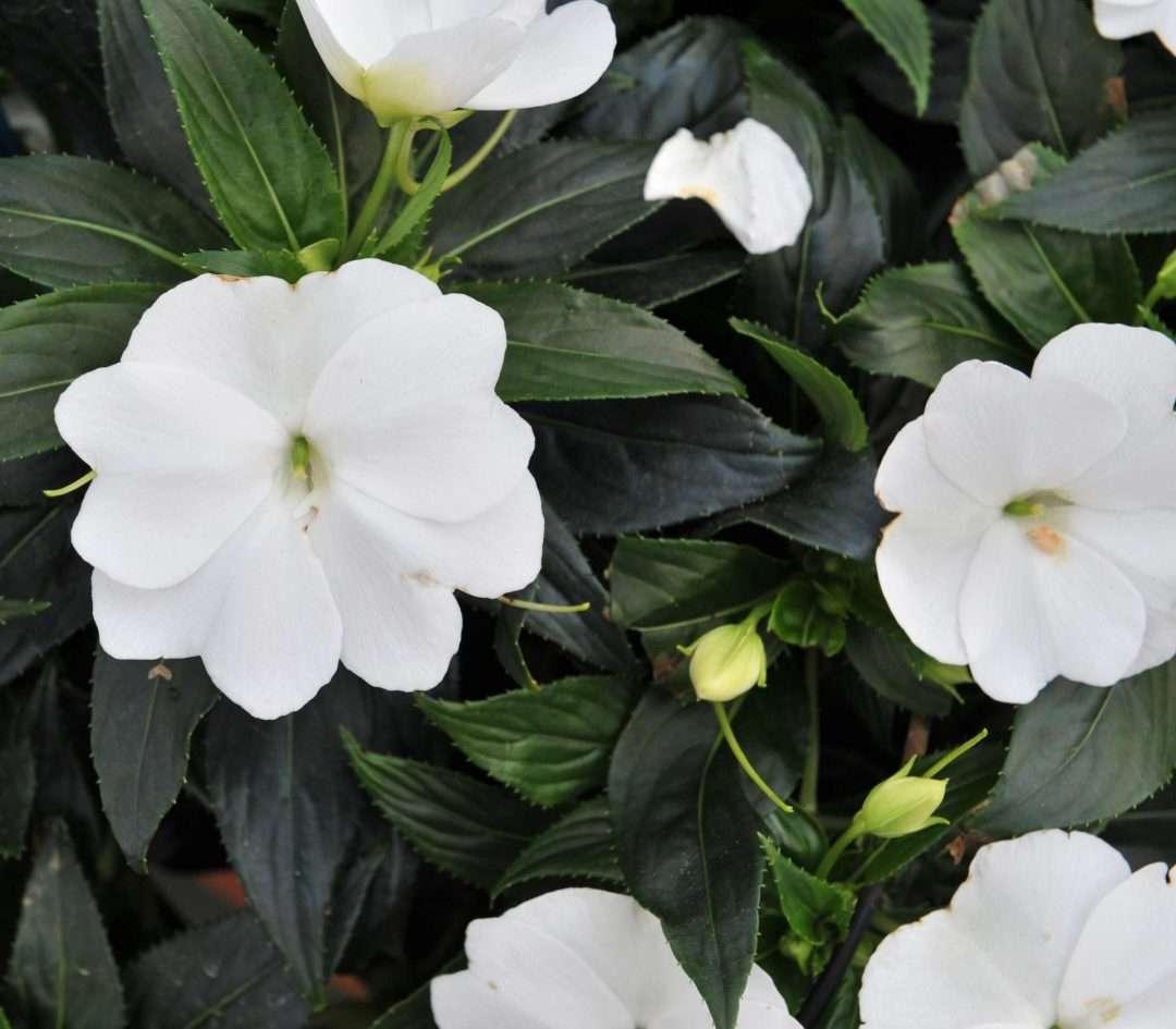 New Guinea Impatiens Sol Luna Prime White - View 13 from www redcrocus com
