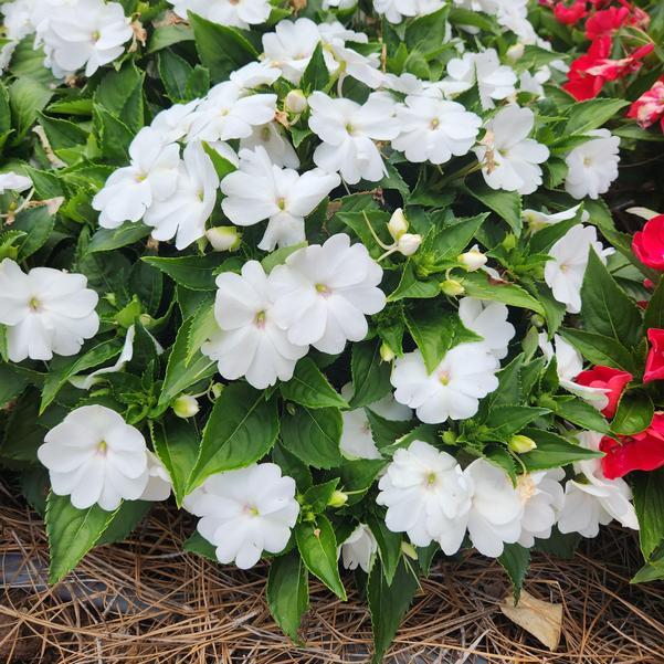 New Guinea Impatiens Sol Luna Prime White - View 2 from www redcrocus com