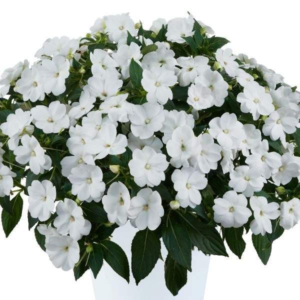 New Guinea Impatiens Sol Luna Prime White - View 3 from www redcrocus com