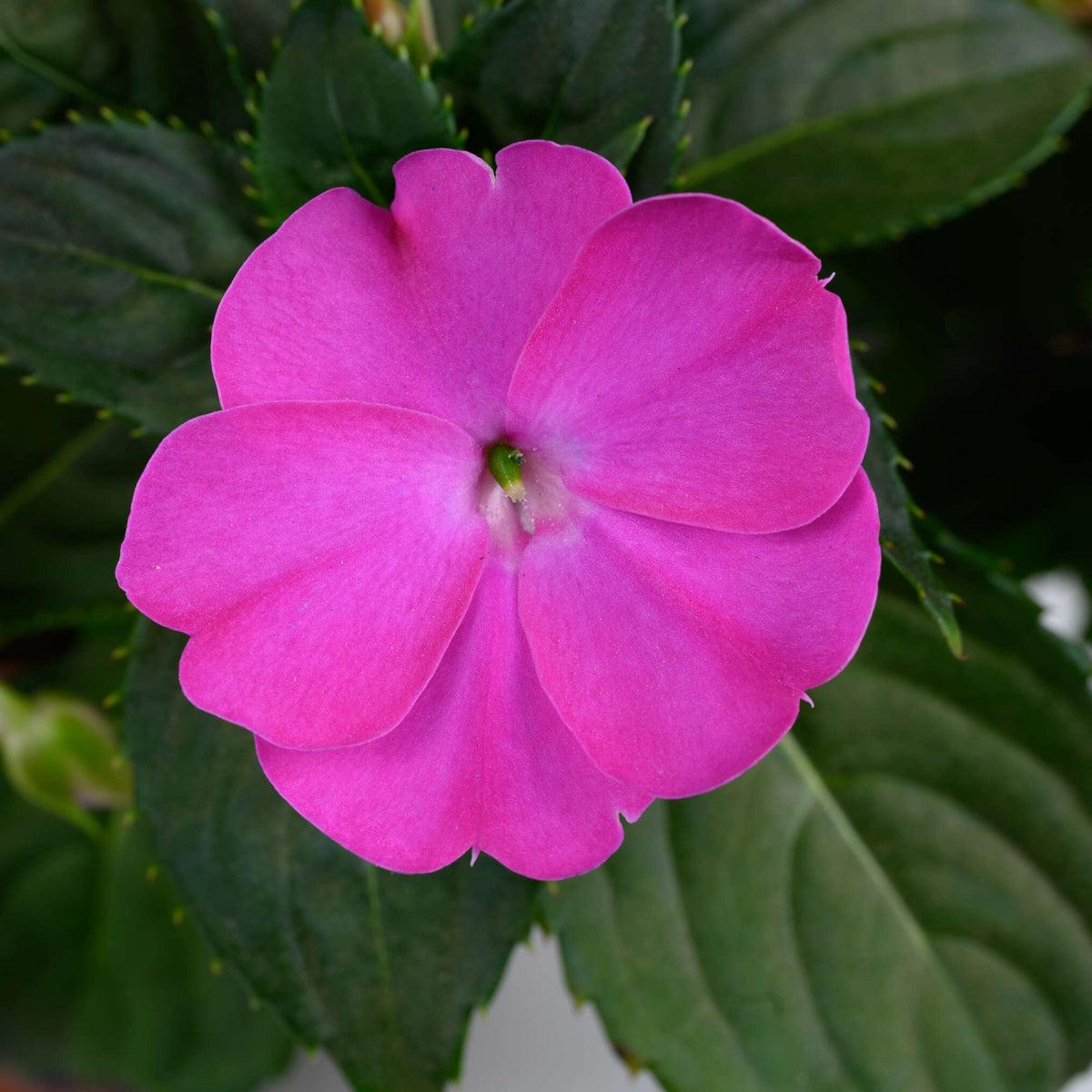 New Guinea Impatiens Sol Luna Prime White - View 4 from www redcrocus com