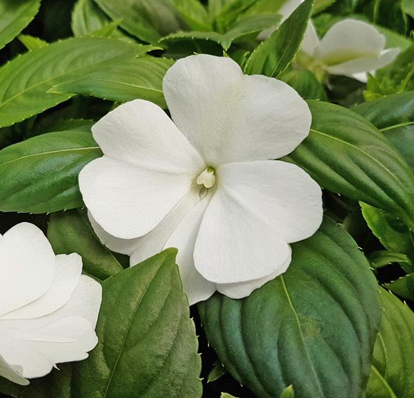 New Guinea Impatiens Sol Luna Prime White - View 5 from www redcrocus com