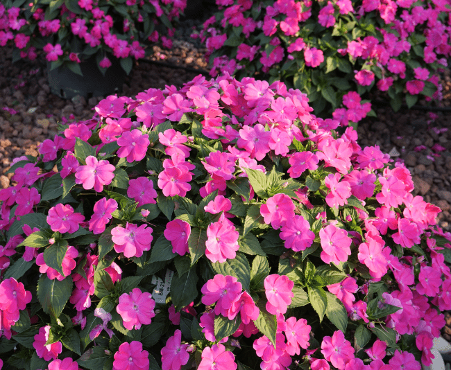 New Guinea Impatiens Sol Luna Prime White - View 9 from www redcrocus com