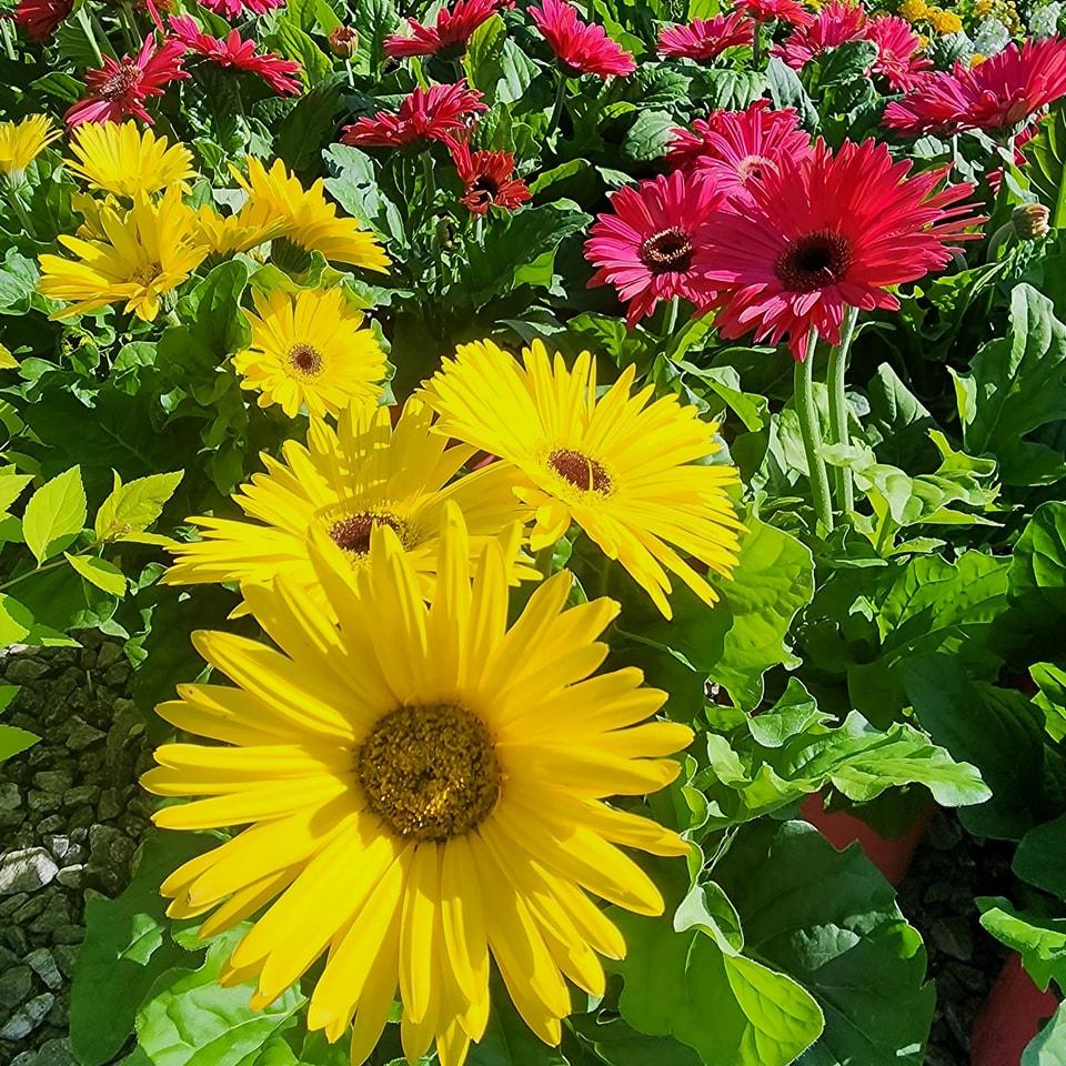 Annual, Assorted - View 18 from www redcrocus com