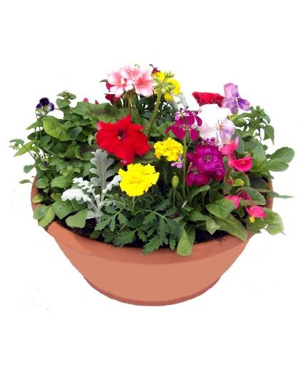 Annual, Assorted - View 4 from www redcrocus com