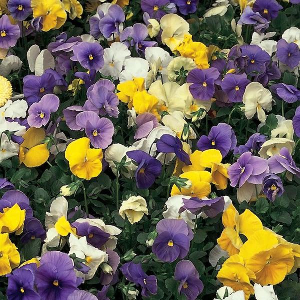 Pansy, Assorted - View 1 from www redcrocus com