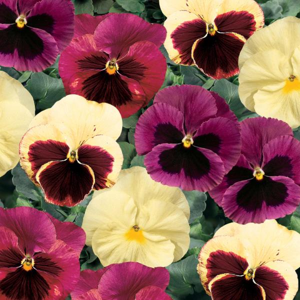 Pansy Delta Classic Apple Cider Mix - View 2 from www redcrocus com