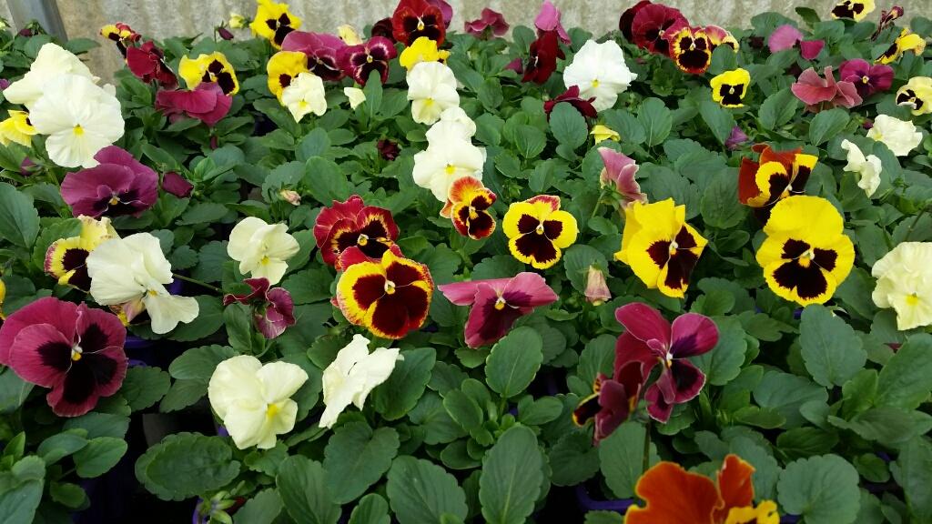Pansy Delta Classic Apple Cider Mix - View 3 from www redcrocus com