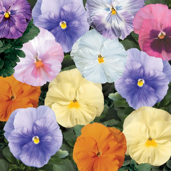 Pansy Delta Classic Apple Cider Mix - View 6 from www redcrocus com