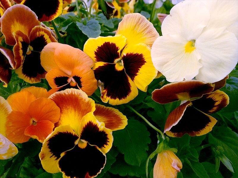 Pansy Delta Classic Apple Cider Mix - View 7 from www redcrocus com