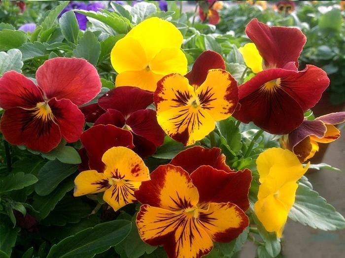 Pansy Matrix Autumn Blaze Mix - View 10 from www redcrocus com