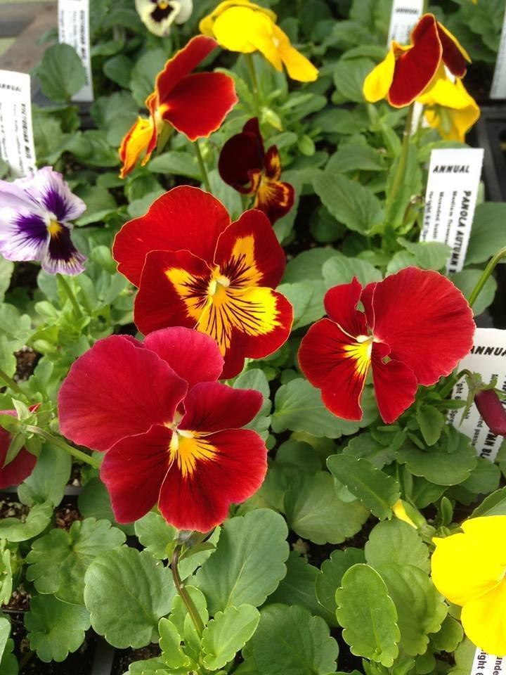 Pansy Matrix Autumn Blaze Mix - View 11 from www redcrocus com