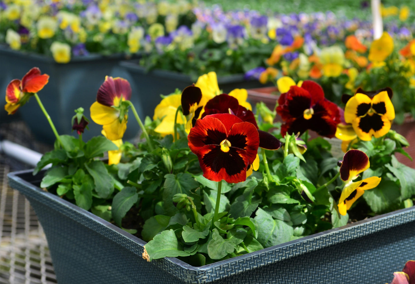 Pansy Matrix Autumn Blaze Mix - View 12 from www redcrocus com