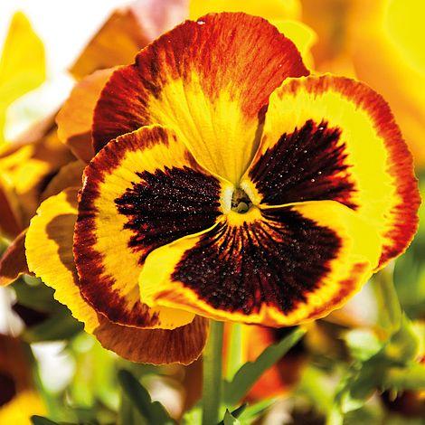 Pansy Matrix Autumn Blaze Mix - View 13 from www redcrocus com