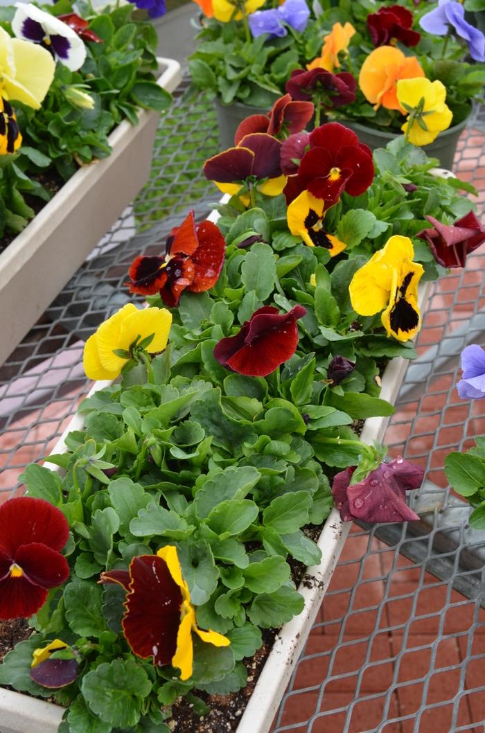 Pansy Matrix Autumn Blaze Mix - View 14 from www redcrocus com