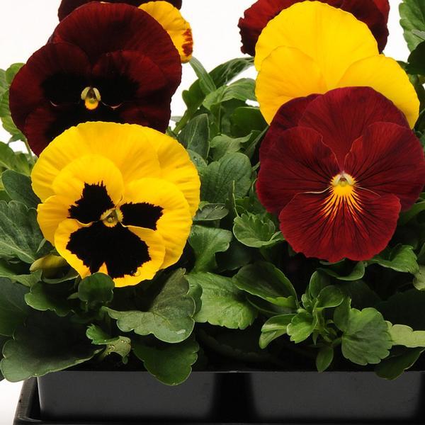 Pansy Matrix Autumn Blaze Mix - View 2 from www redcrocus com