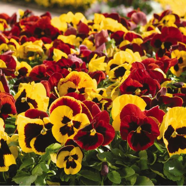 Pansy Matrix Autumn Blaze Mix - View 3 from www redcrocus com