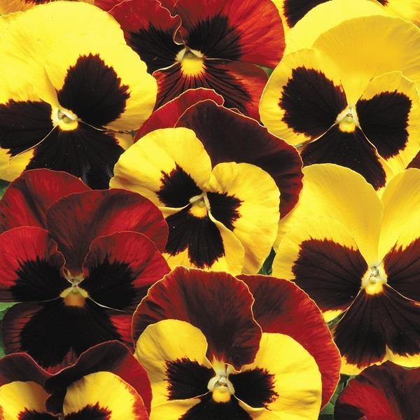 Pansy Matrix Autumn Blaze Mix - View 4 from www redcrocus com