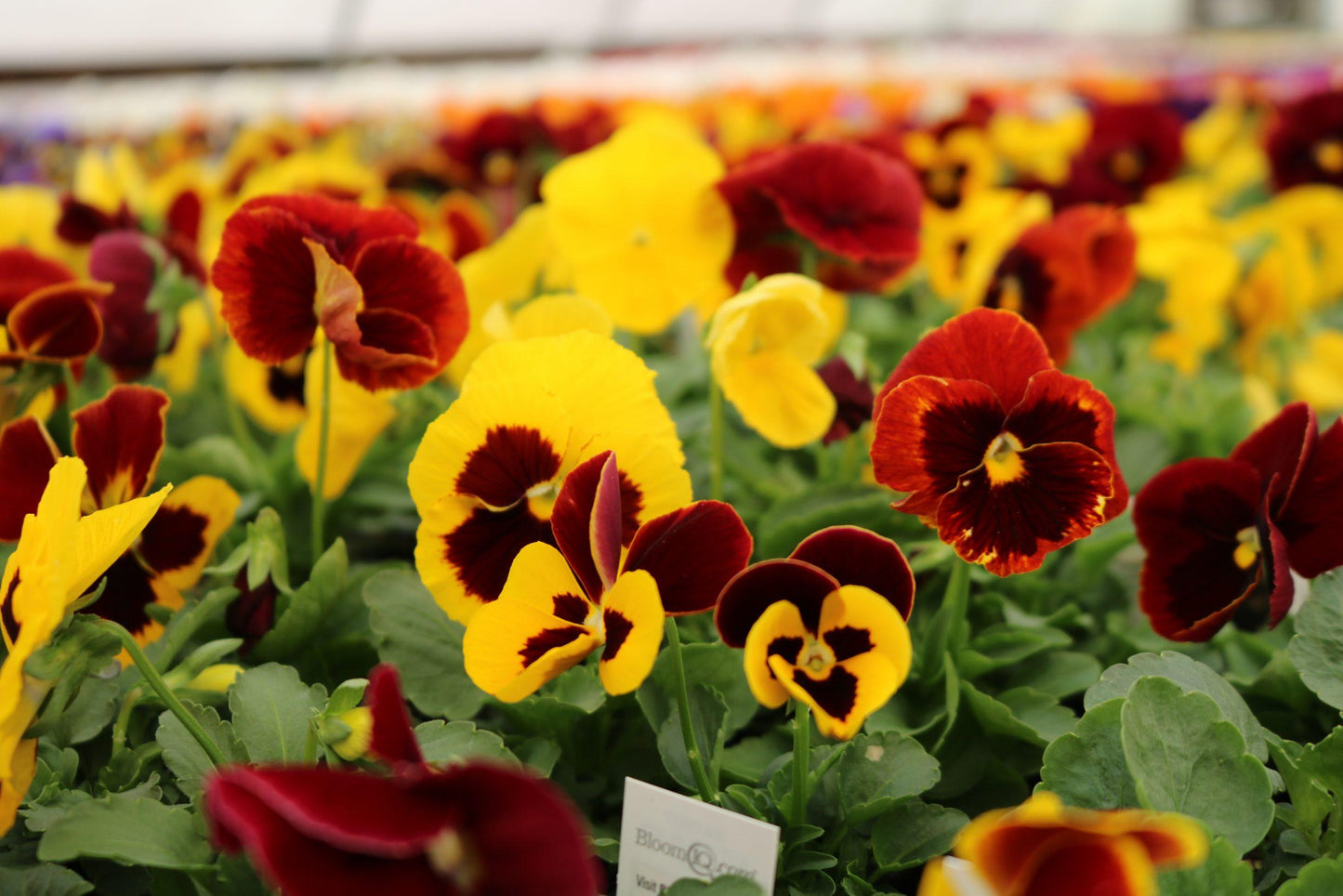 Pansy Matrix Autumn Blaze Mix - View 5 from www redcrocus com