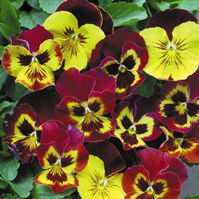 Pansy Matrix Autumn Blaze Mix - View 6 from www redcrocus com